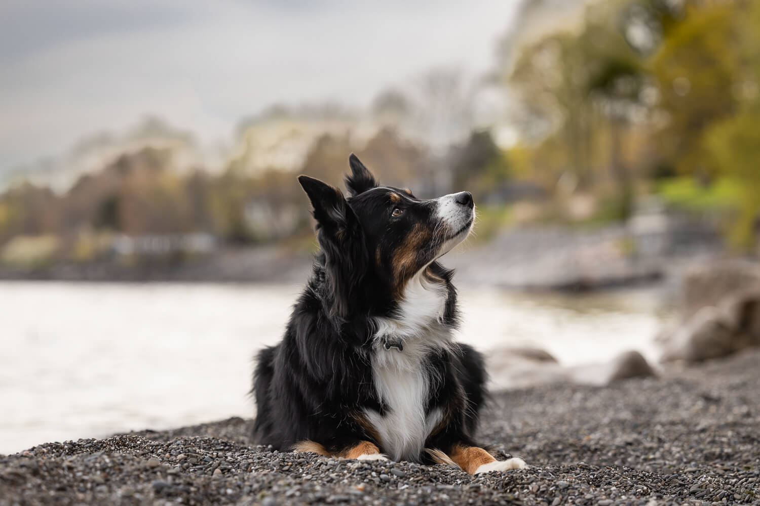 dog photography idea dog posing during a dog photoshoot in Mississauga.