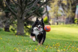 a dog chasing the ball during his pet photoshoot in Mississauga.