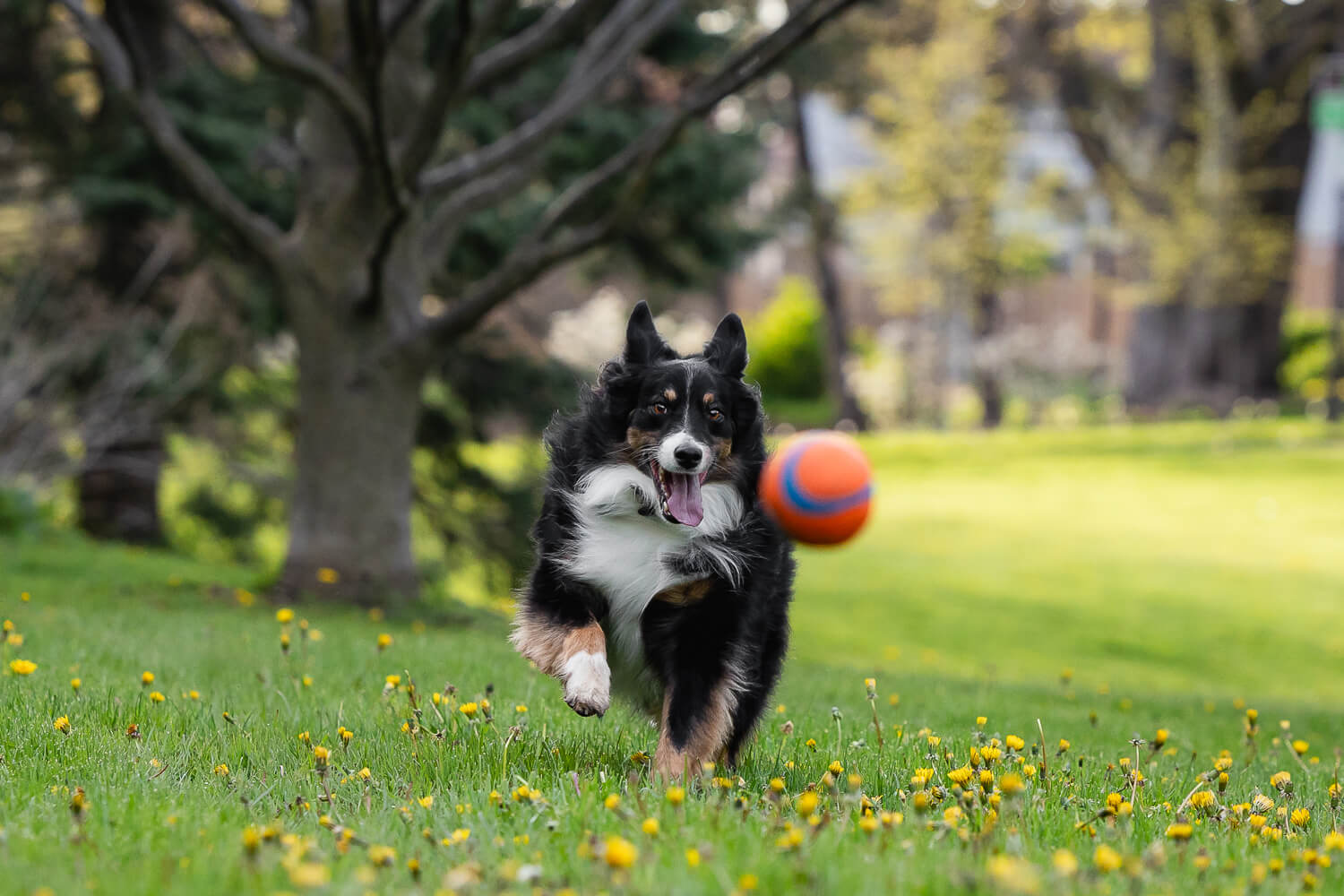 dog photography ideas a dog chasing the ball during his pet photoshoot in Mississauga.