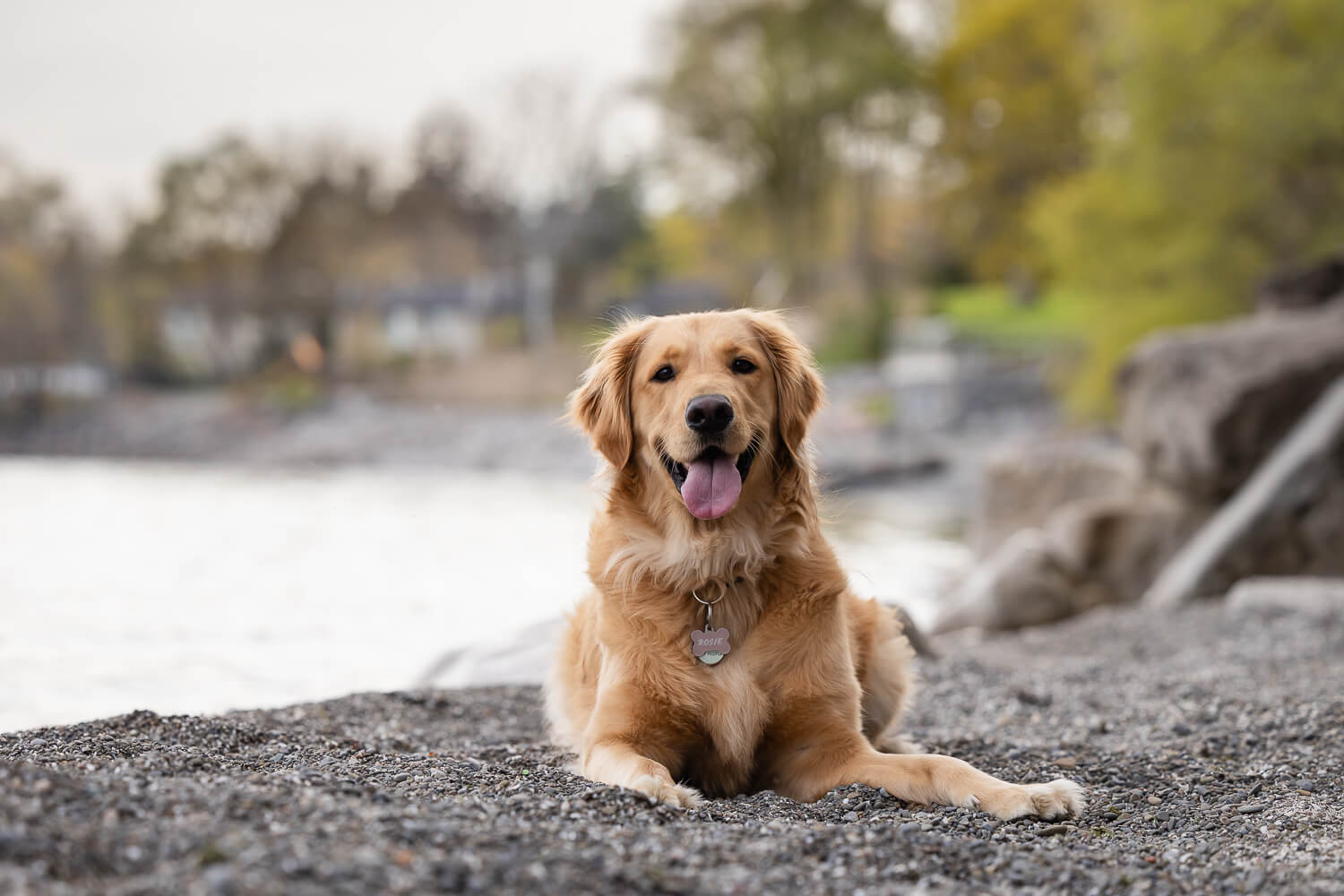 dog photoshoot ideas yellow lab at a beach in Mississauga during her photoshoot.