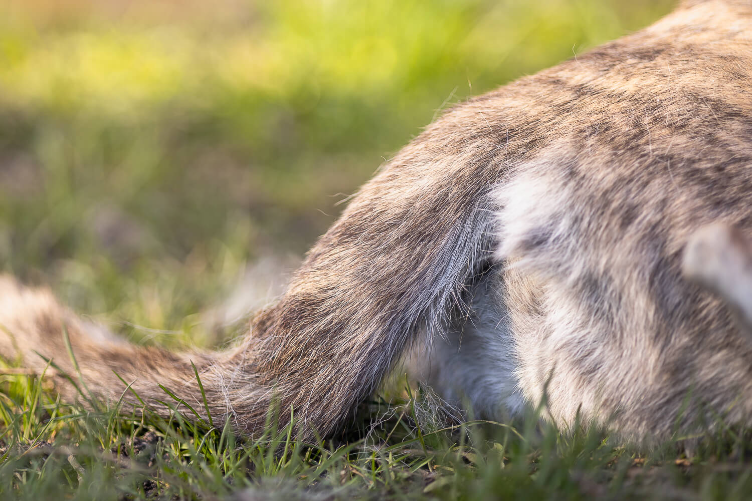dog photoshoot in Burlington, ON detail pet photography of a senior dog