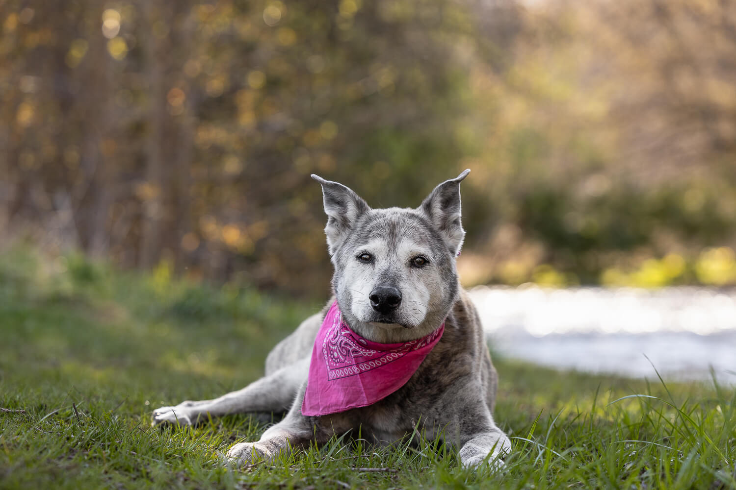 end of life dog photography in Burlington, ON senior dog session at Lowville Park in Burlington