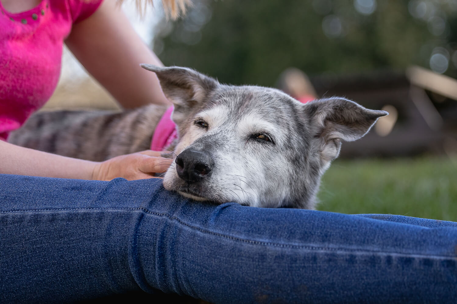 family photos with dogs ideas at Lowville Park Senior dog resting at a dog mom's lap during a pet photography photoshoot at Lowville Park