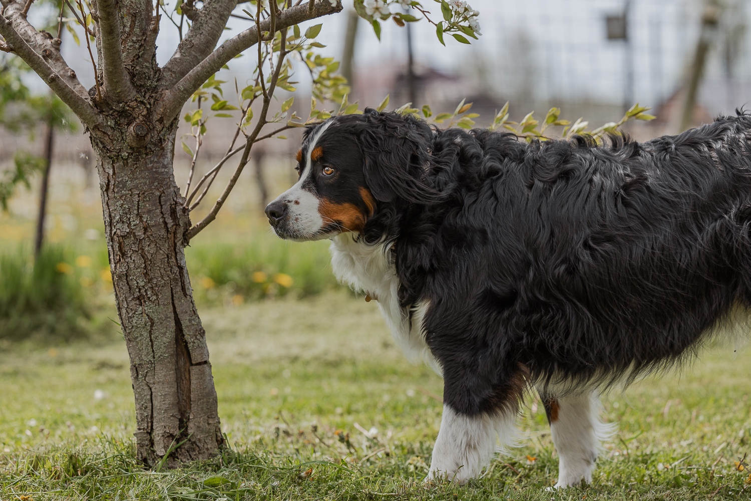 pet photography in Norfolk County Bernese Mountain Dog in Norfolk County