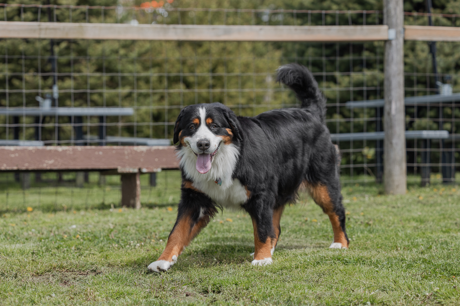 photography dogs at Hounds Of Erie Bernese Mountain Dog Walking around Norfolk County in Hounds Of Erie