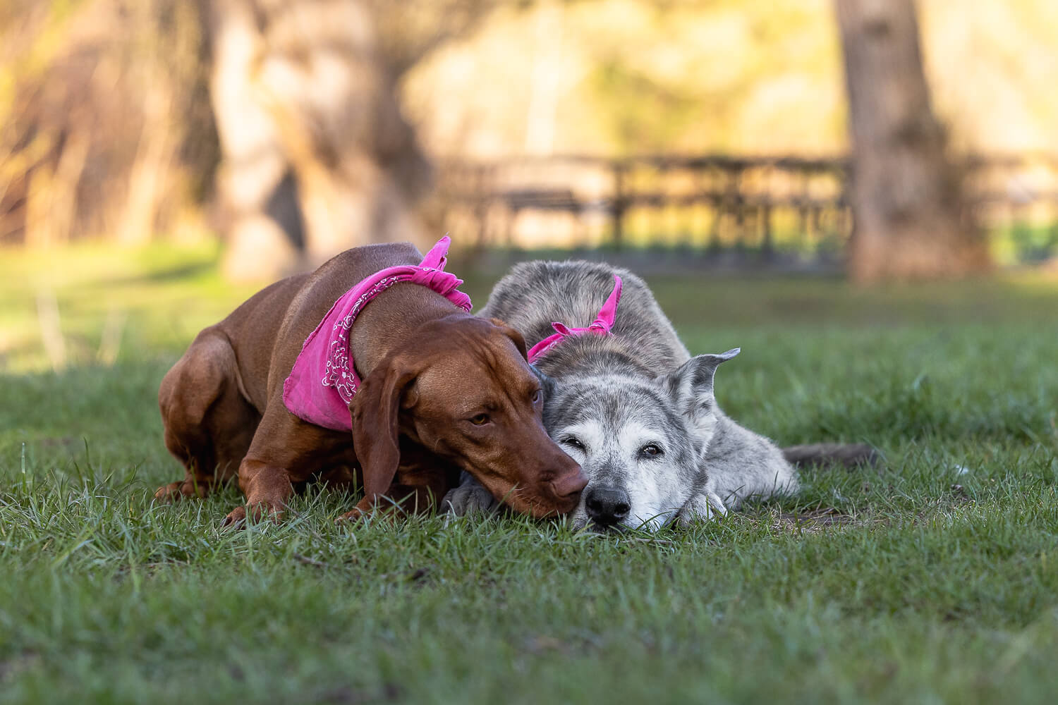 picture of dogs at Lowville Park, ON a dog kissing another dog during a end of life dog photoshoot