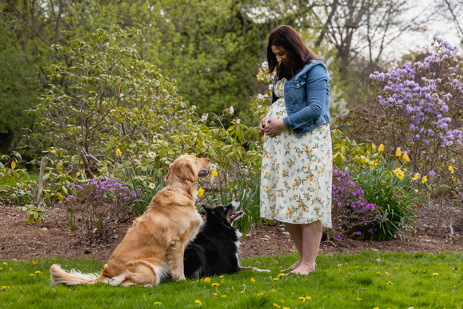 pregnant woman and dog photoshoot two dogs staring at a pregnant woman during a photoshoot