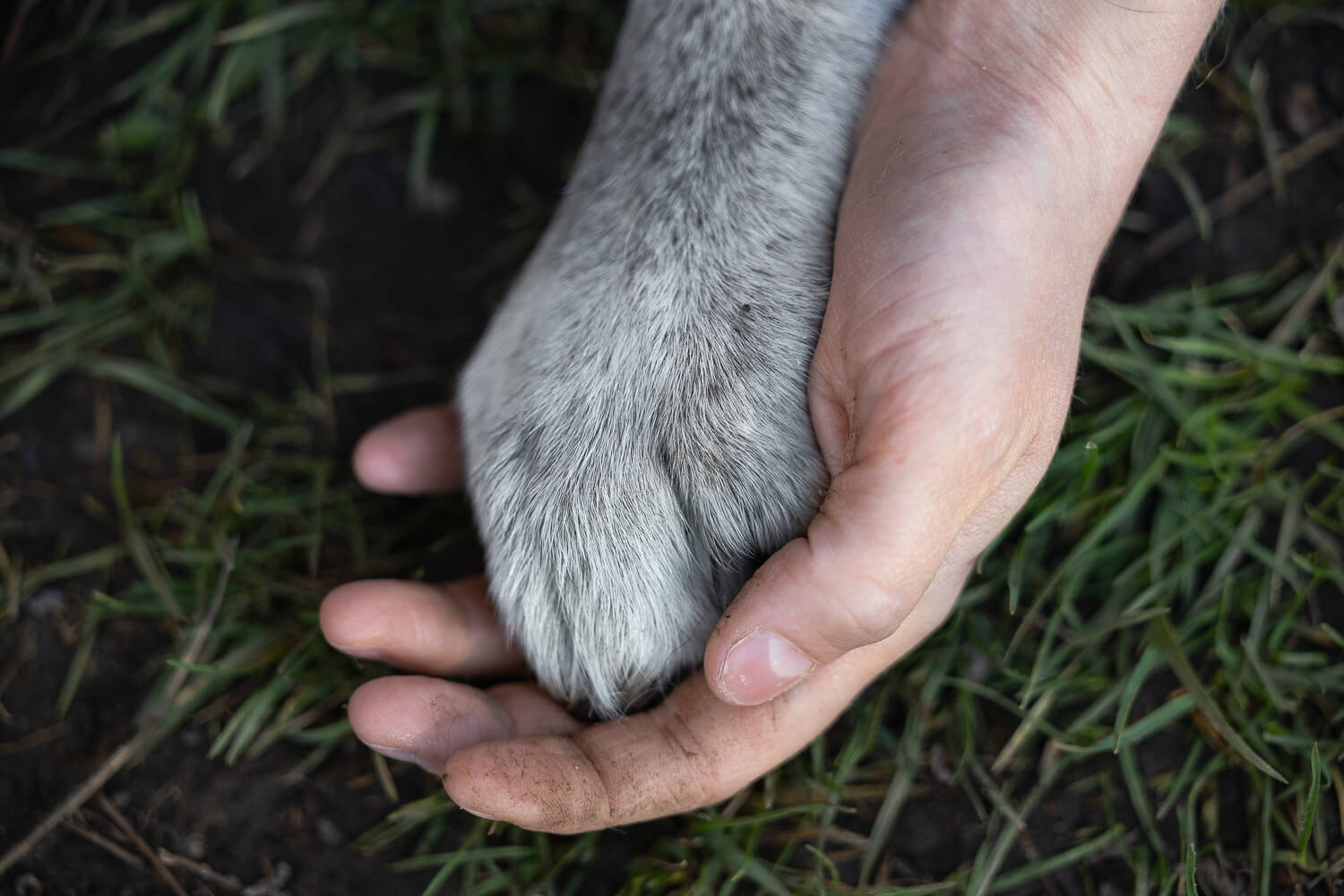 senior dog photoshoot in Burlington, ON human holding a dog's paw during a dog photoshoot in Burlington, Ontario.