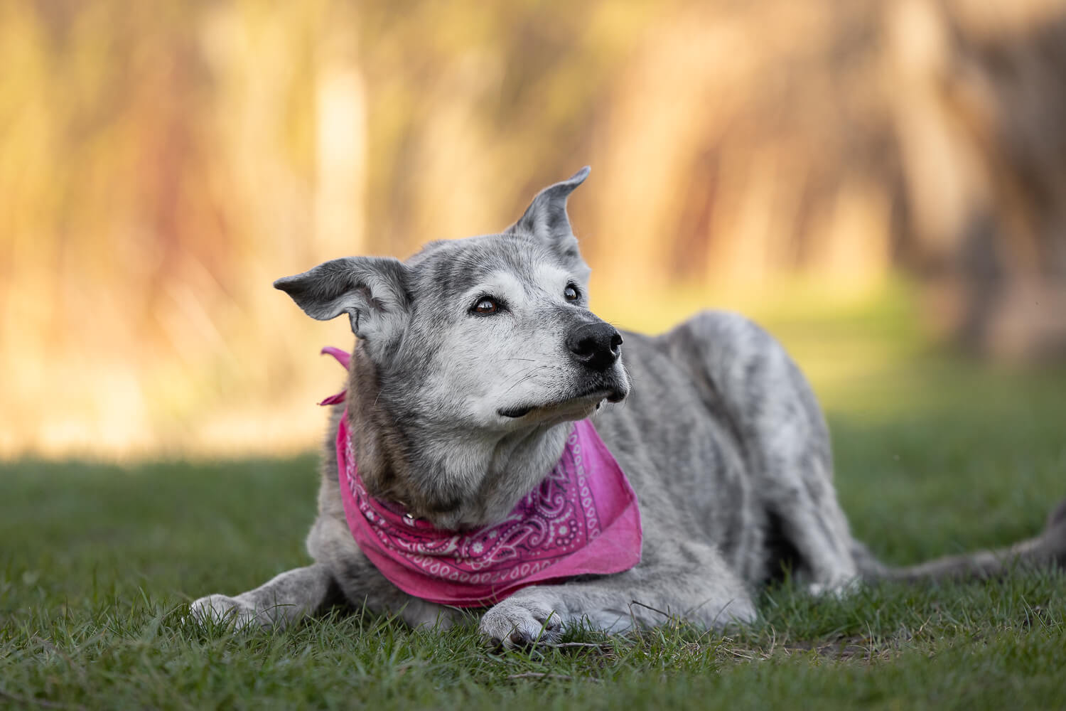 senior dog pictures in Lowville Park, ON senior dog looking away at her mom at Lowville Park