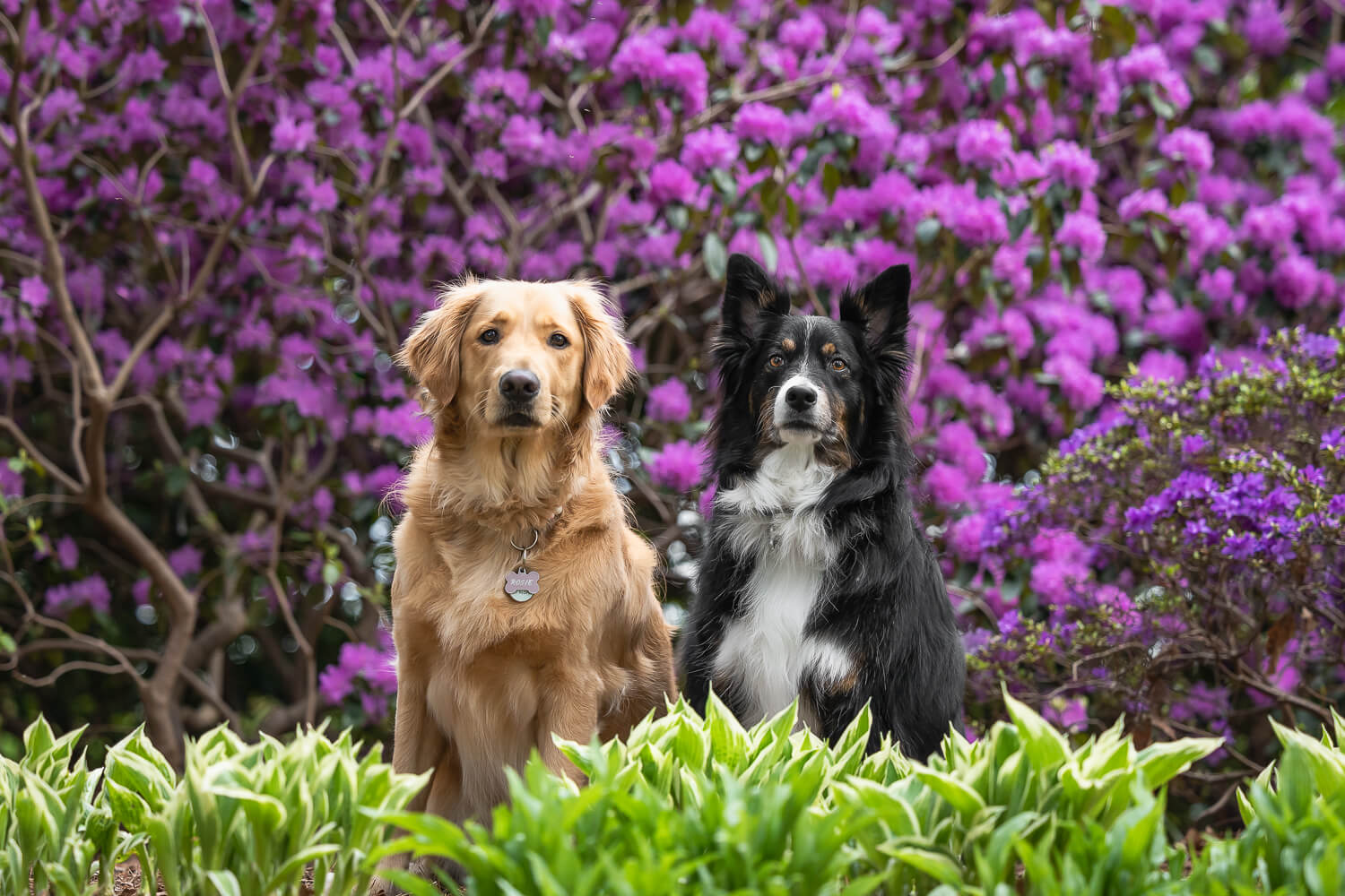 two dogs posing for a photoshoot Two dogs are posing in Mississauga, Ontario, for a pet and family photoshoot.