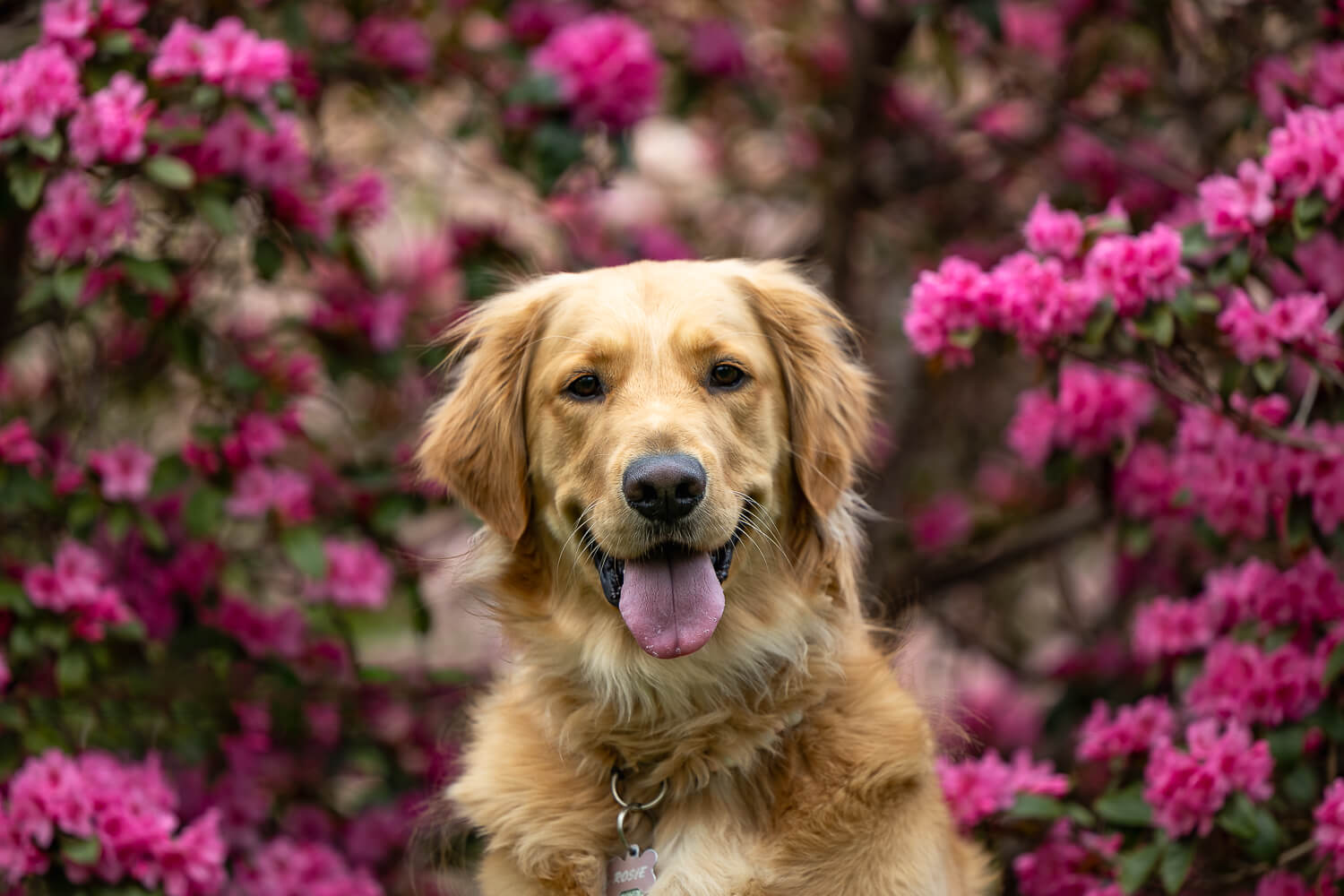 yellow lab pet photos pet portrait of a yellow lab
