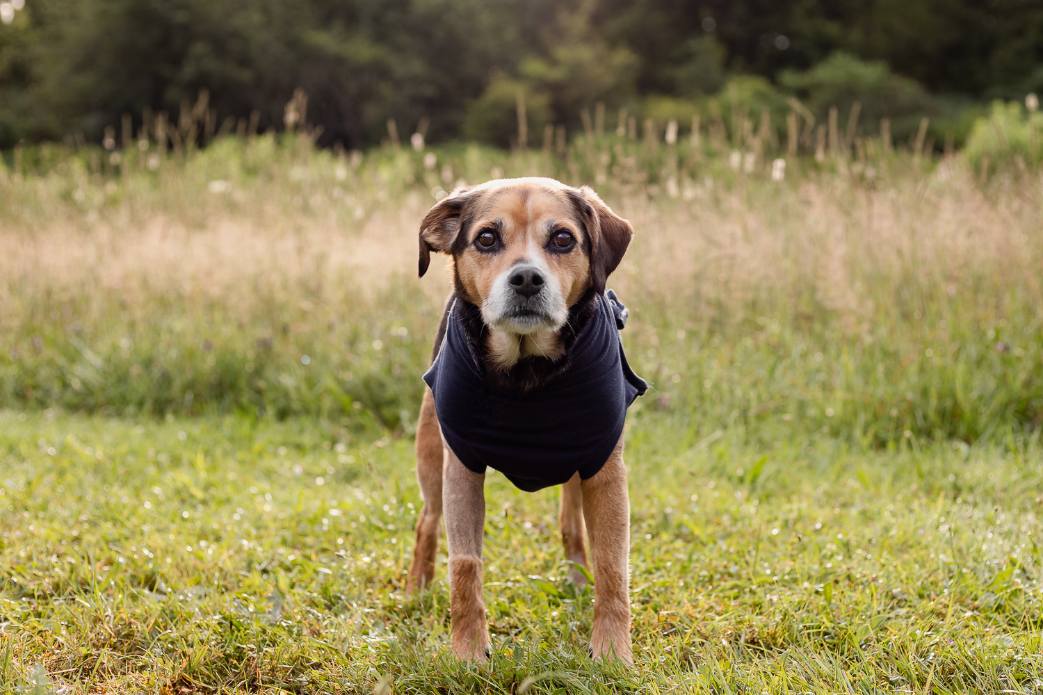 a end of life dog photo shoot session at Lowville Park end of life dog photo session at Lowville Park
