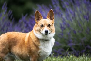 A corgi posing at all who wander flower farm in front of lavender flowers