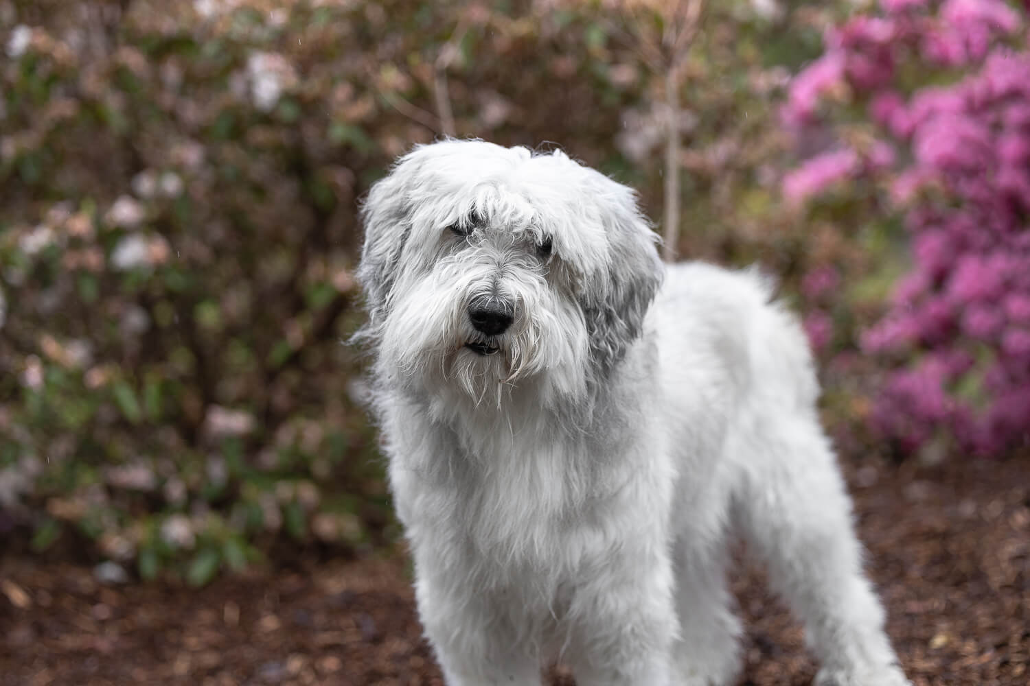 dog end of life photography a senior dog staring at the camera during her Rainbow Bridge Session