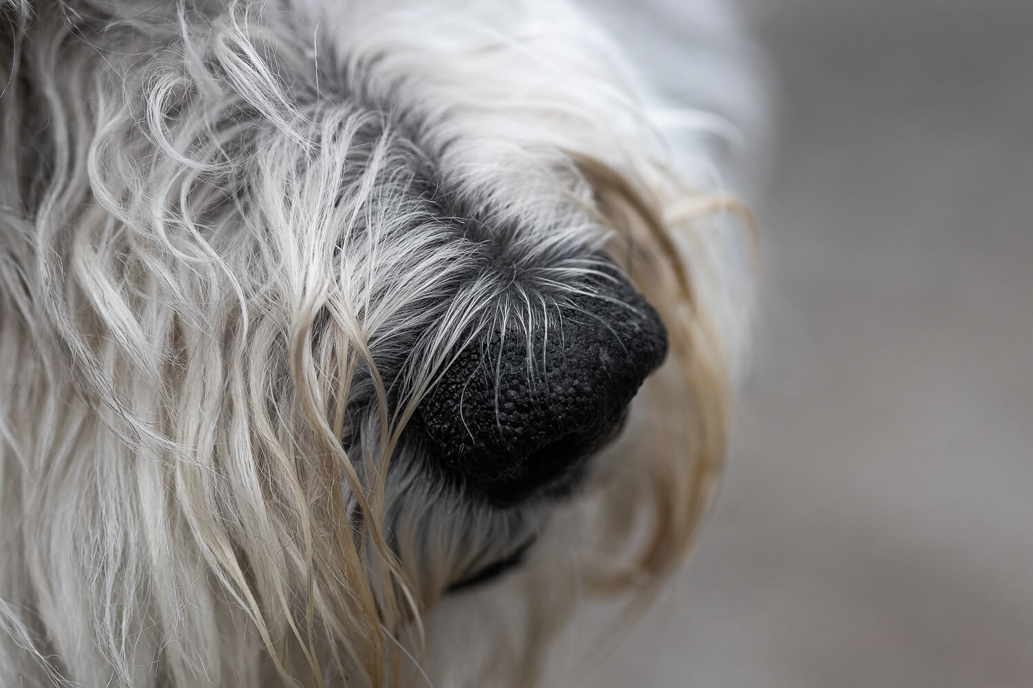 dog nose photo a detail image of a dog nose taken in a dog photo shoot.