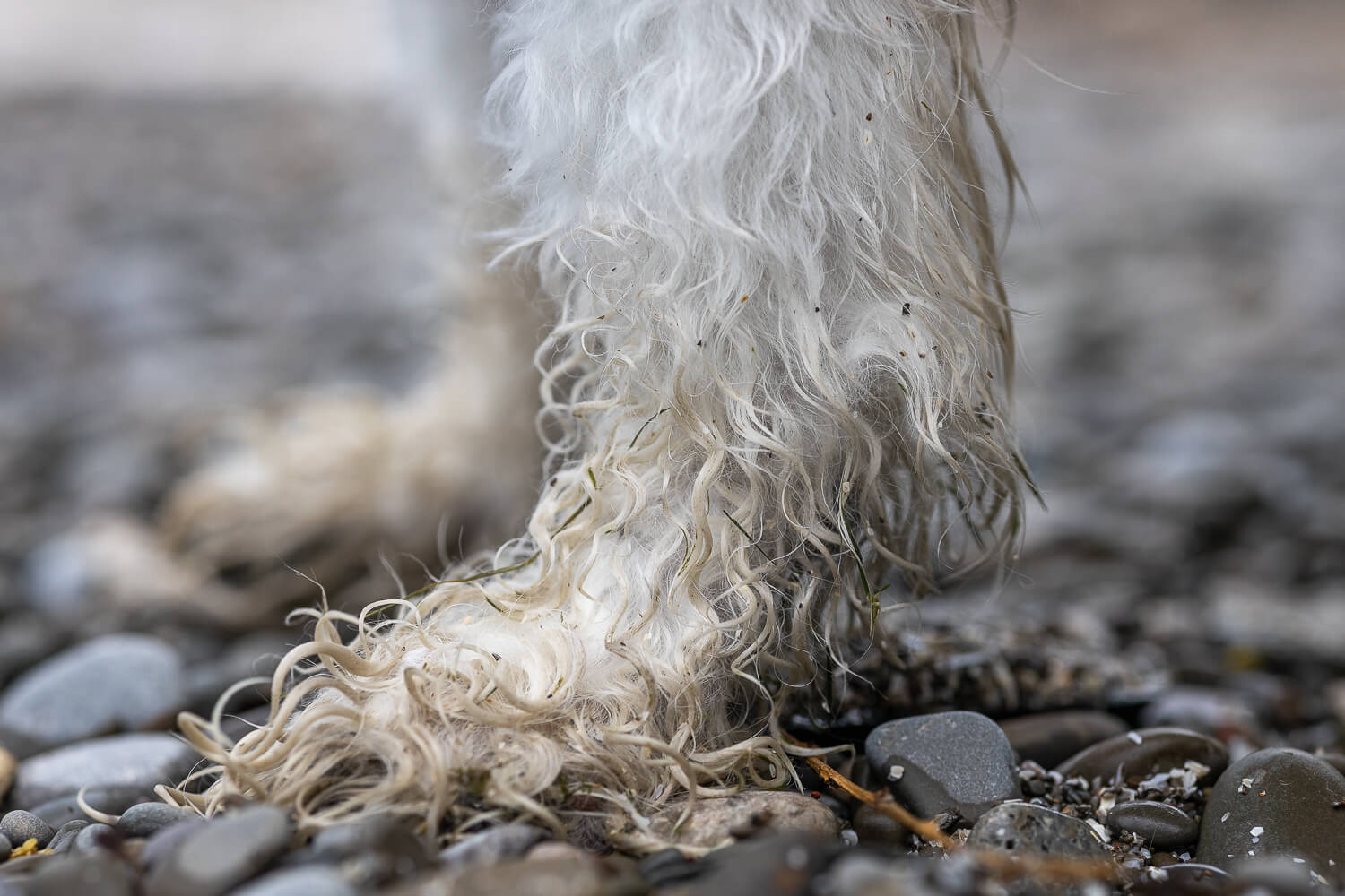 dog paw pics a detail image of a dog paw at an end of life pet photography session.