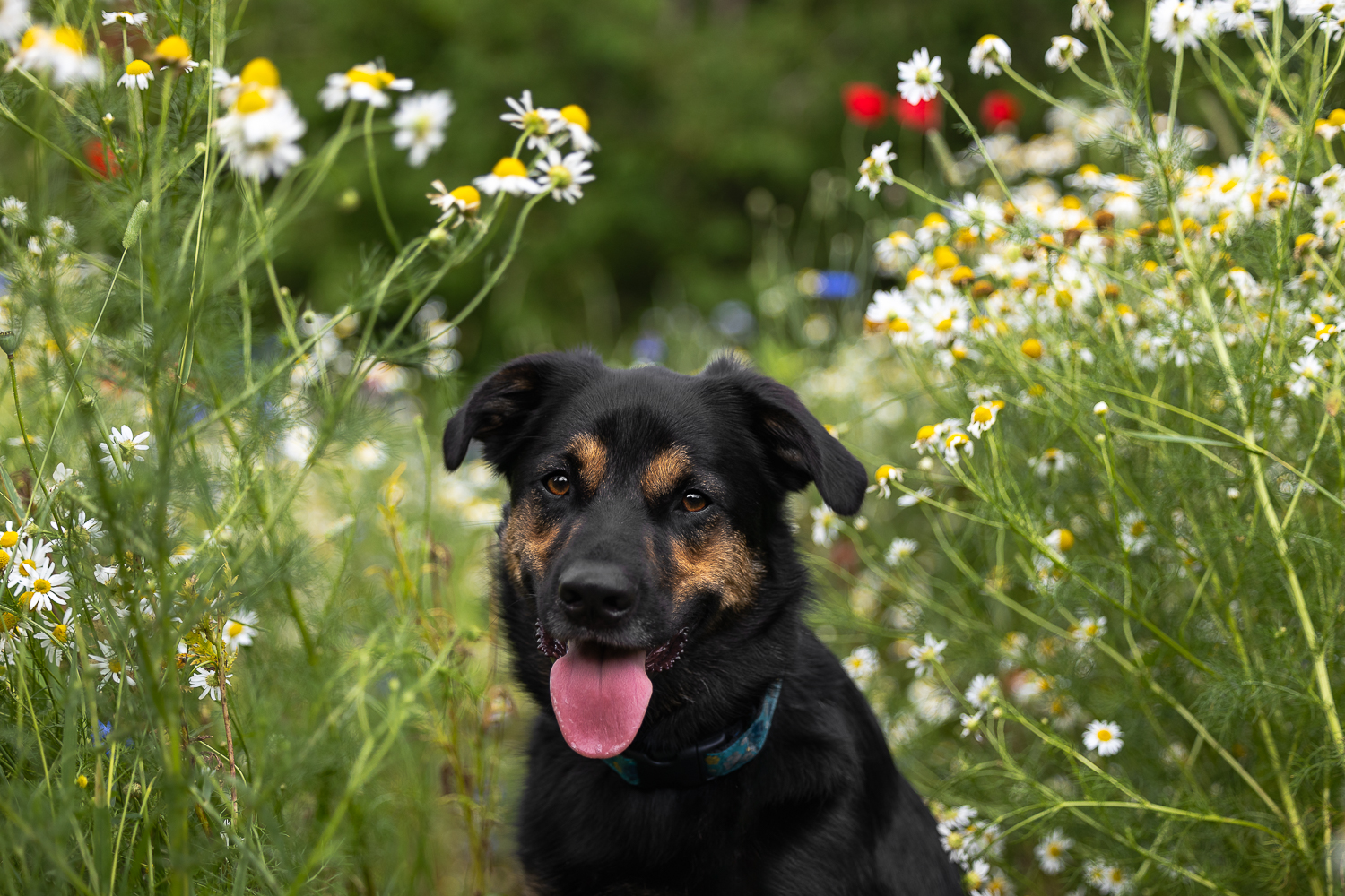 dog photography at all who wander flower farm A dog portrait taken during a mini session at All Who Wander Flower Farm.