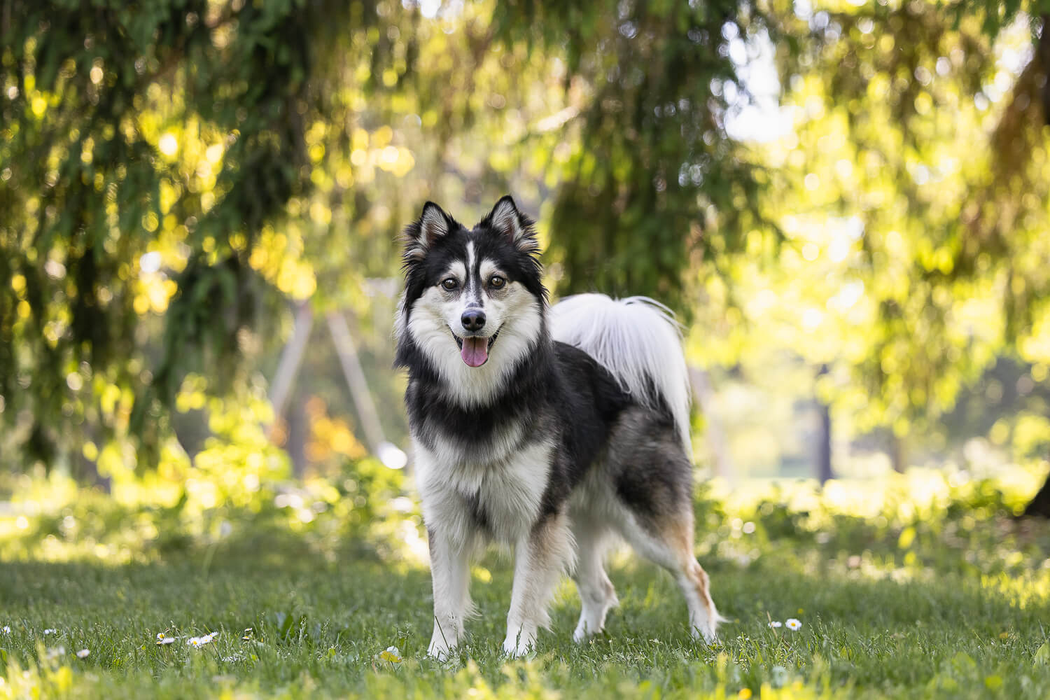 pomsky at a photoshoot in Springbank.