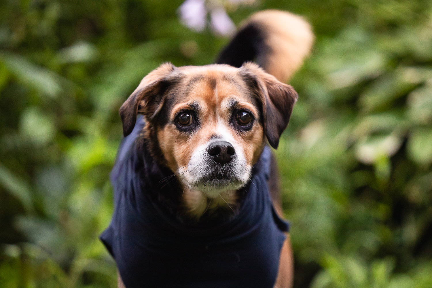 dog portrait at Lowville Park dog looking at the camera during a dog photo session in Burlington, ON