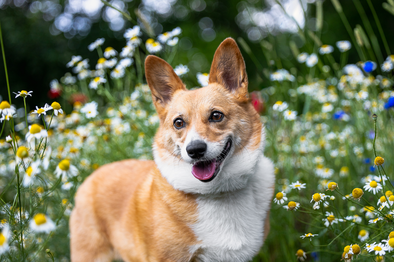 dog portrait in flowers A corgi smiled during her dog photo shoot at All Who Wander Flower Farm.