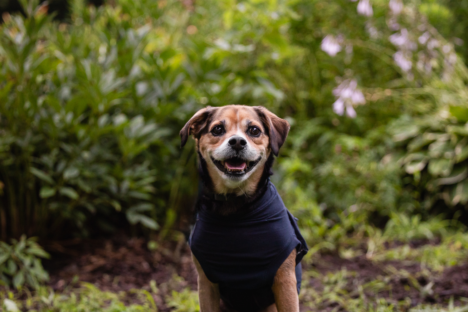 dog smiling at a dog photo shoot session in Burlington Dog smiling at an end-of-life pet photoshoot session in Burlington.