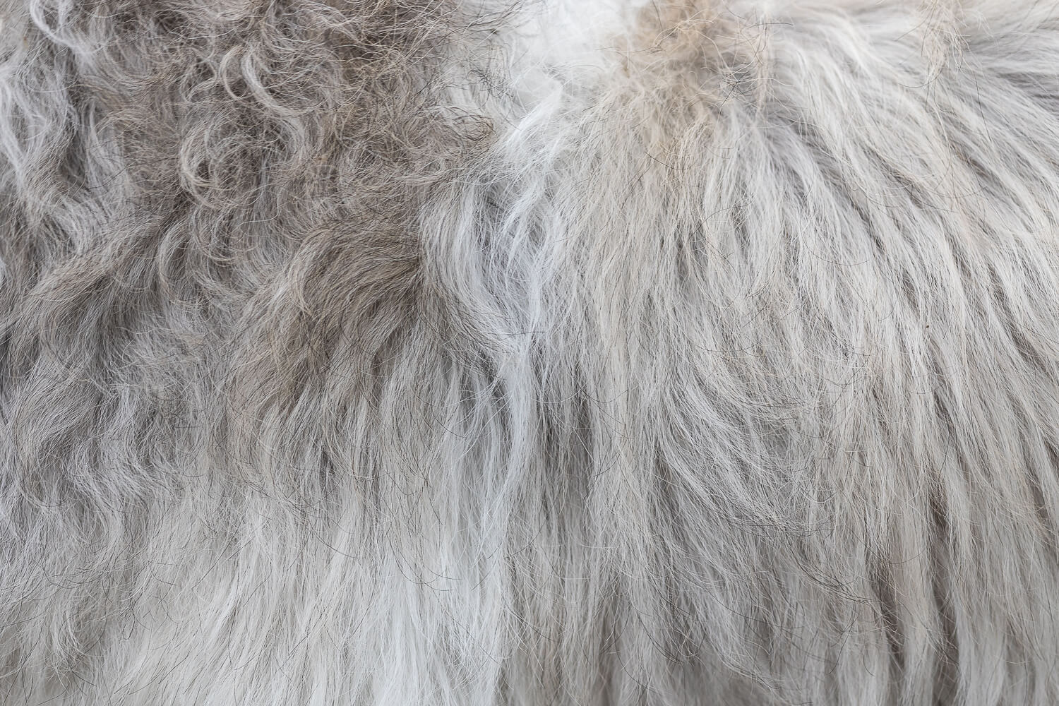 dog's hair in a photoshoot a fur photo of a dog