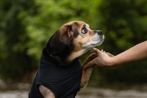Dog looking and giving paw to a human at an end-of-life pet photo shoot session.