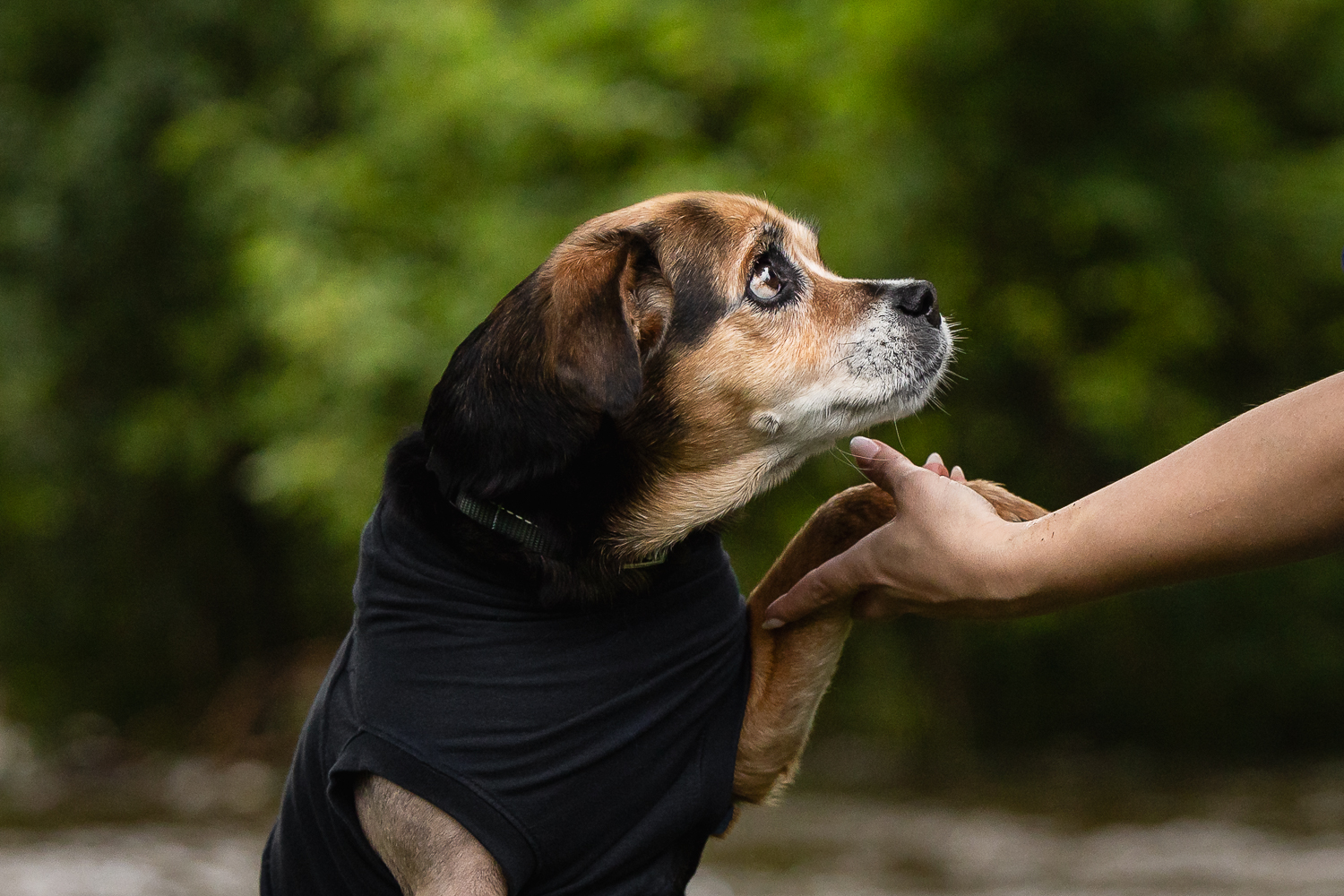 end of life dog photo shoot session at Lowville Park Dog looking and giving paw to a human at an end-of-life pet photo shoot session.