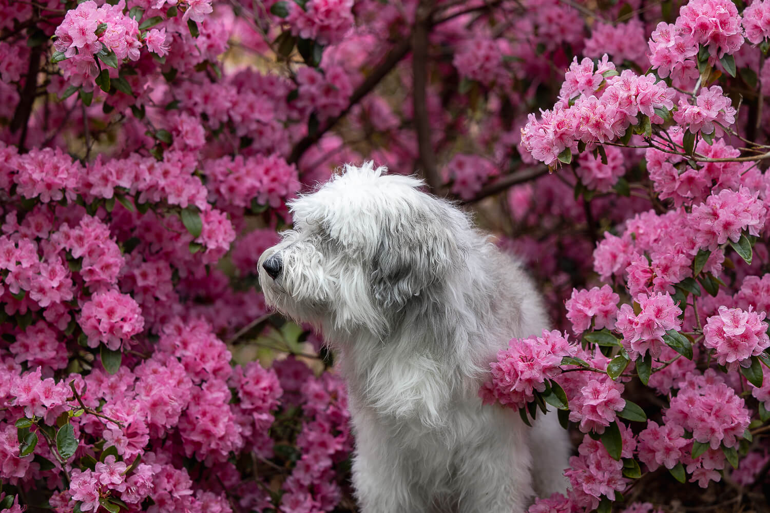 end of life pet photography an end of life pet photography in Mississauga, Ontario.