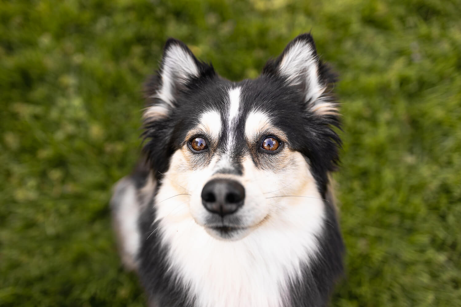 a pomsky looking up at the camera during a pet photo shoot.