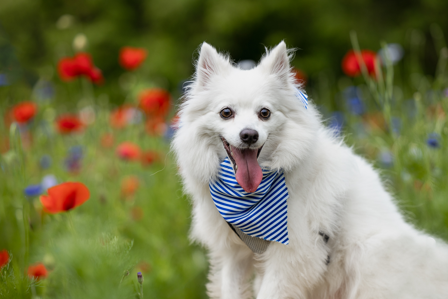 pet photography at all who wander flower farm Dog portrait at All Who Wander Flower Farm.