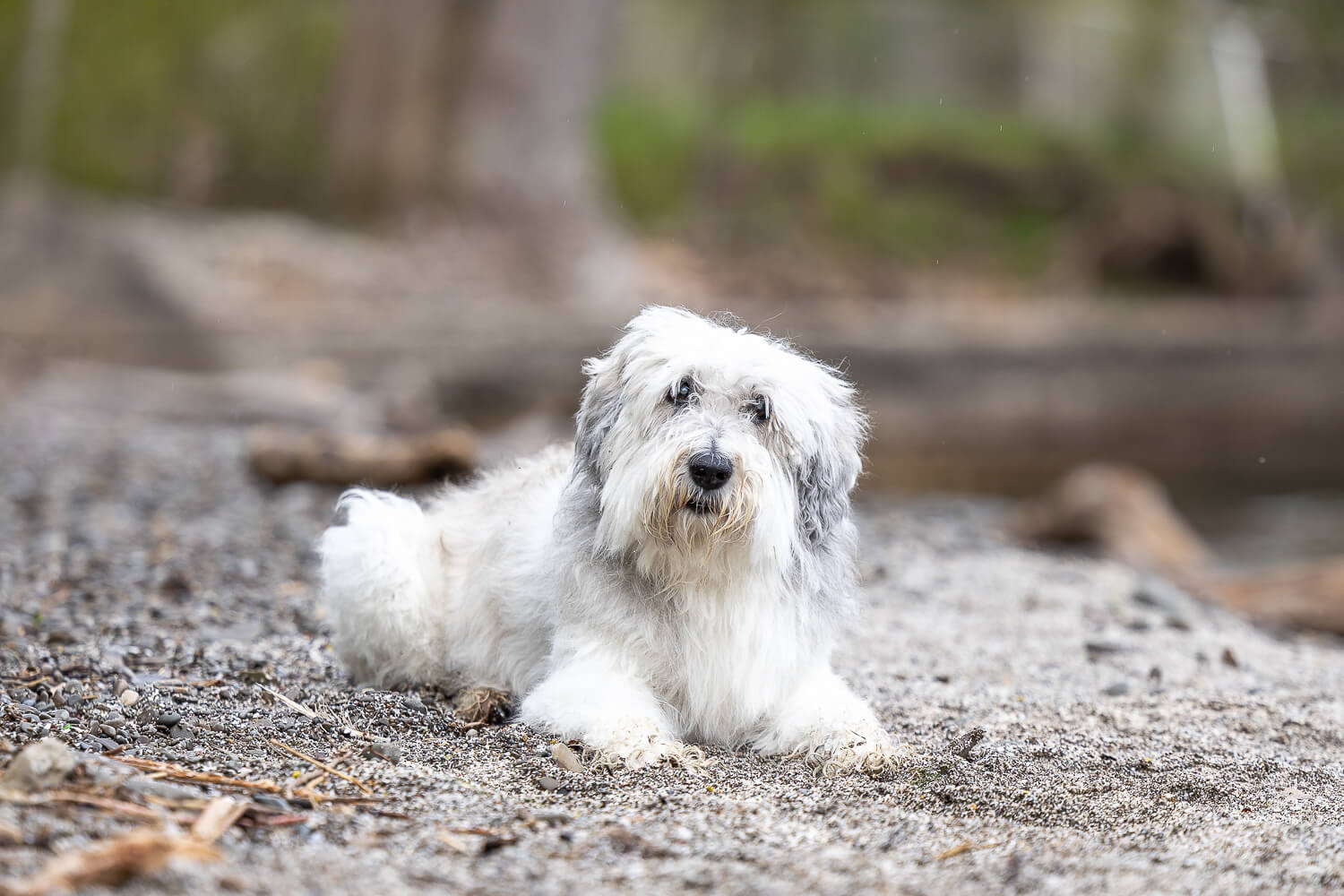 pet photoshoot at Brueckener Rhododendron Gardens and end of life dog photo shoot in Mississauga.