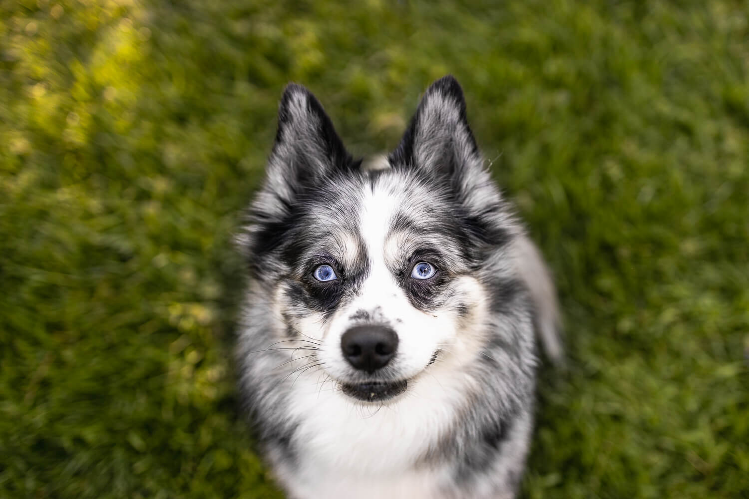 dog looking up at the camera at a pet photoshoot.