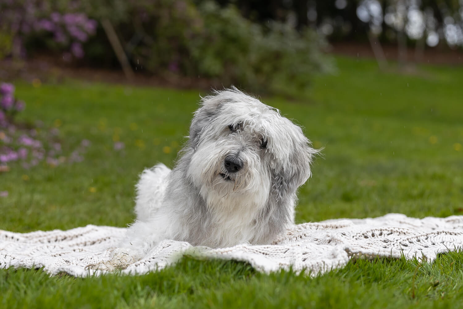 photoshoot for dogs at Brueckner Rhododendron Gardens senior dog looking at the camera in a pet photoshoot in Mississauga.
