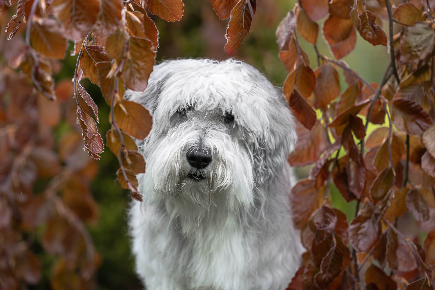 pictures of the rainbow bridge a picture of a senior dog photo shoot session.