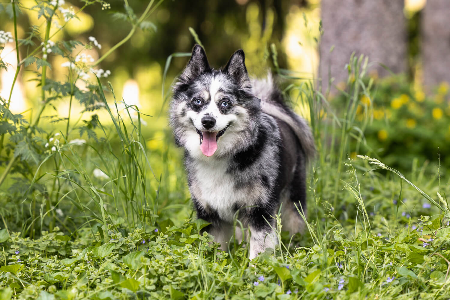 a dog photoshoot at Springbank Park in London, Ontario.