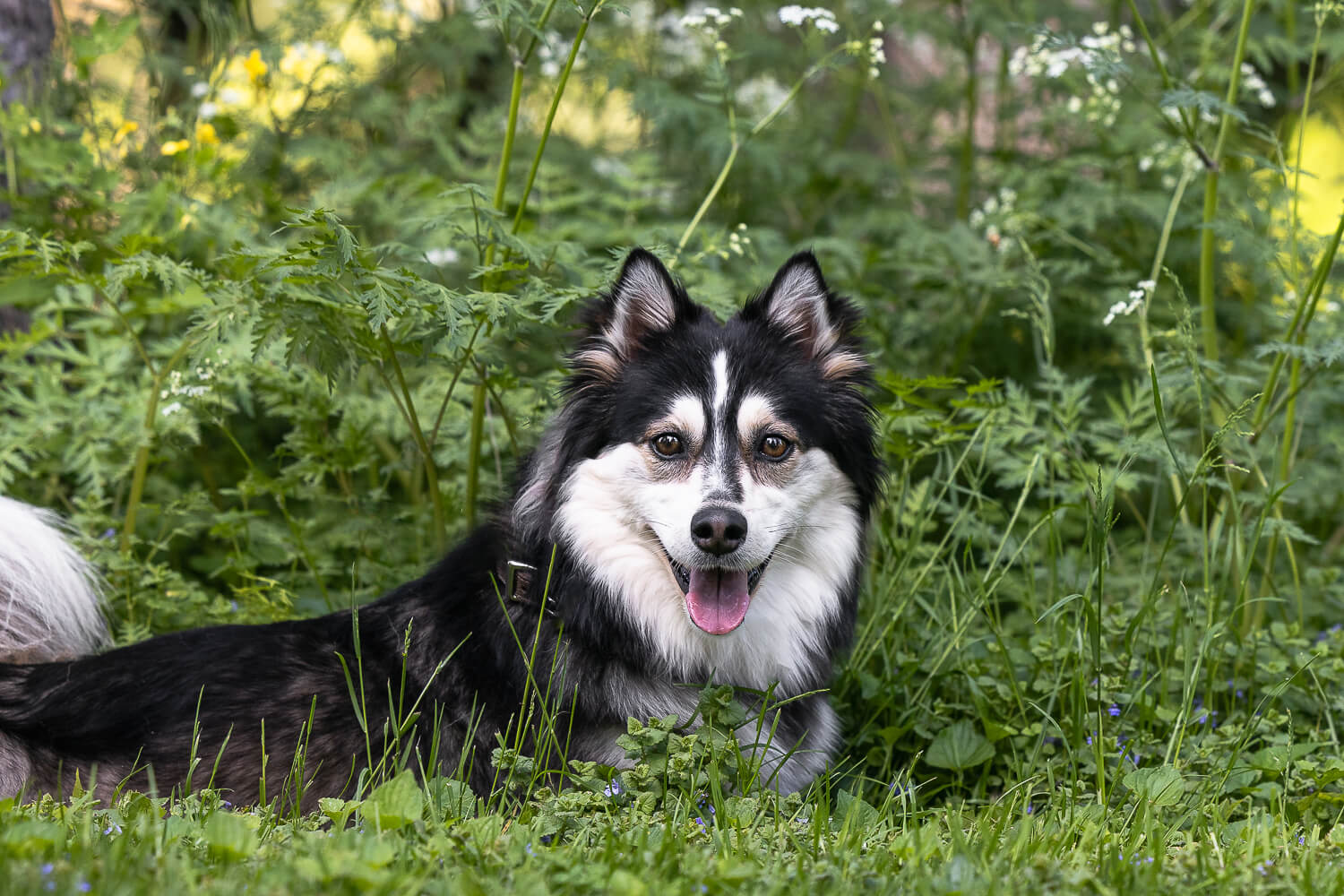 pomsky dog posing at his pet photoshoot.