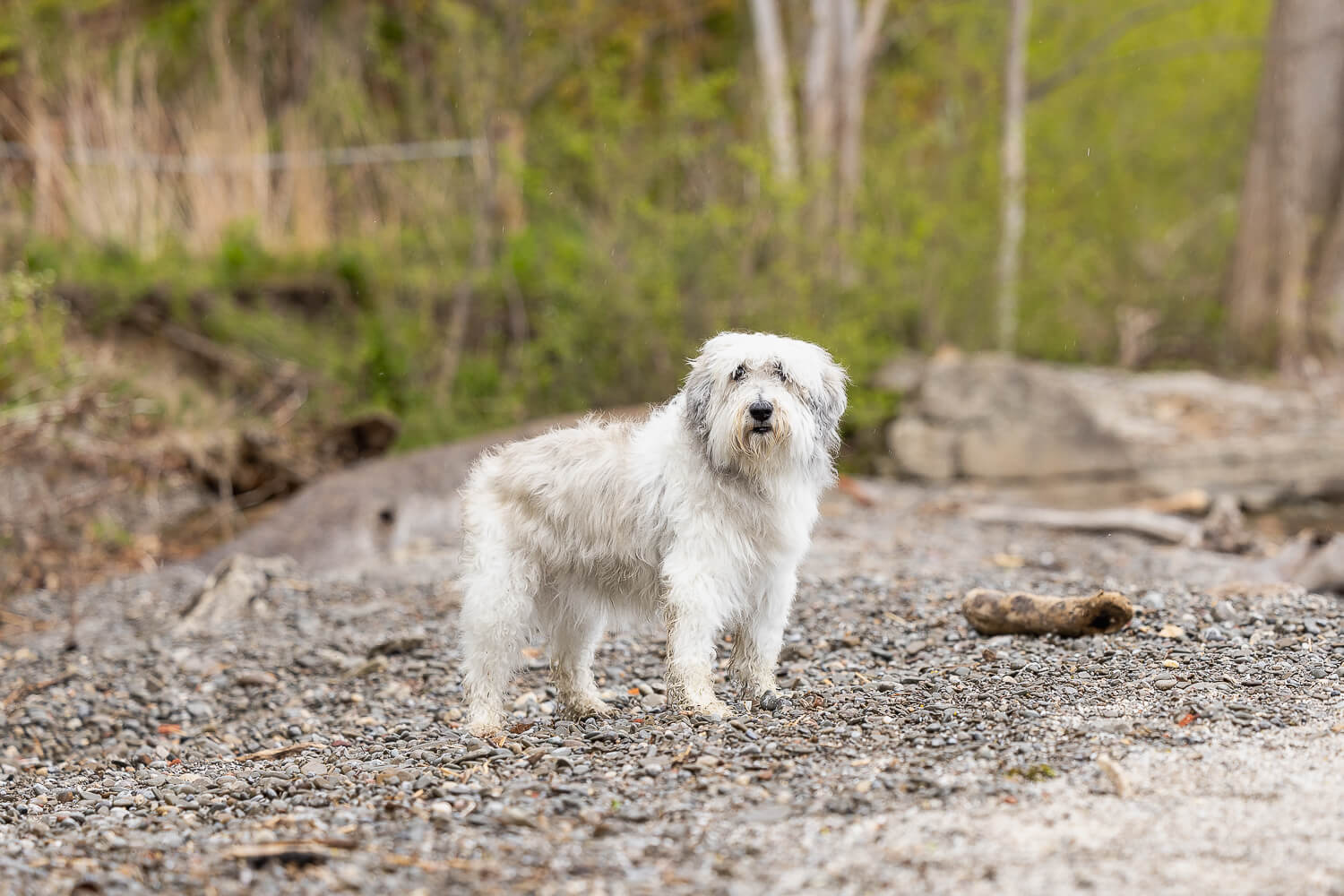 senior dog photoshoot in Mississauga a senior dog posing on her end of life pet photography session