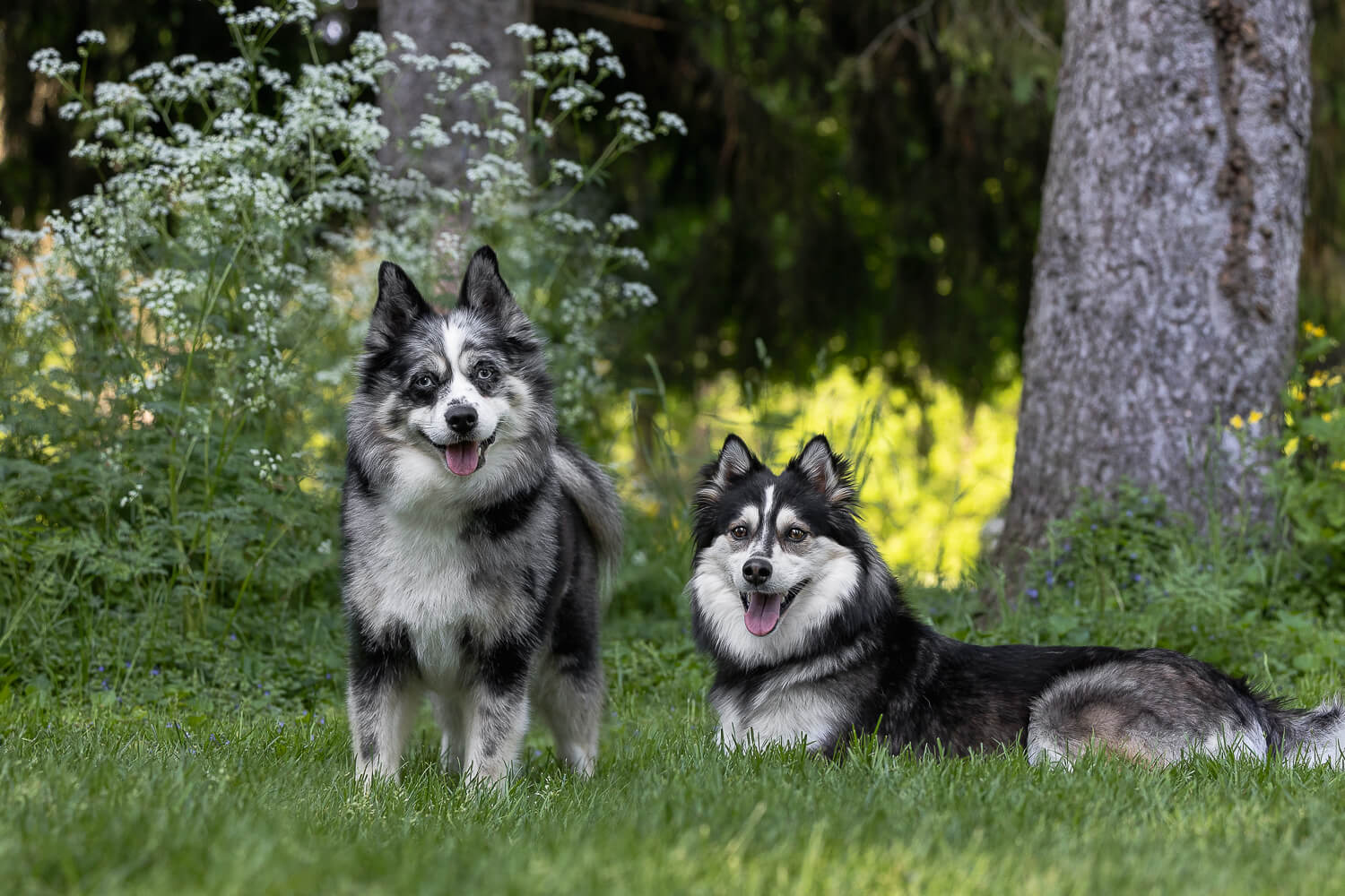 two pomsky dogs posing for the camera.