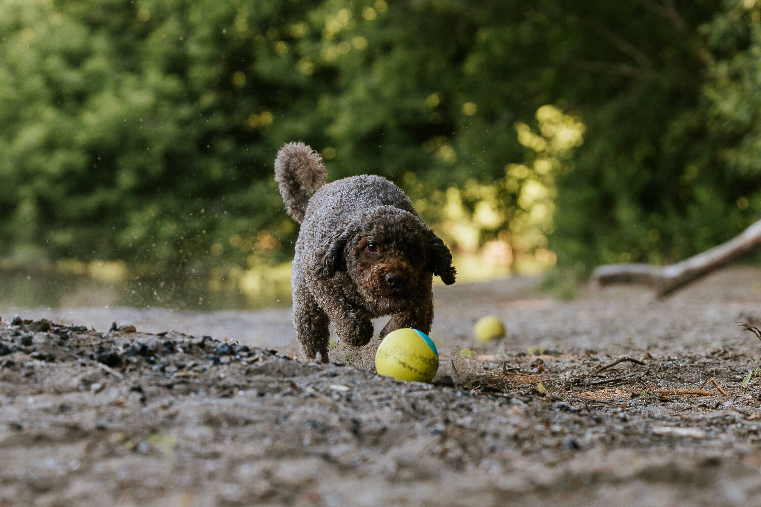 dog action shot in Grimsby dog action image at a pet photo session