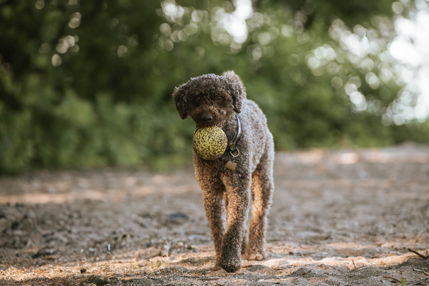 dog holding a ball in Grimsby Portuguese Water Dog holding his ball during his photo session.