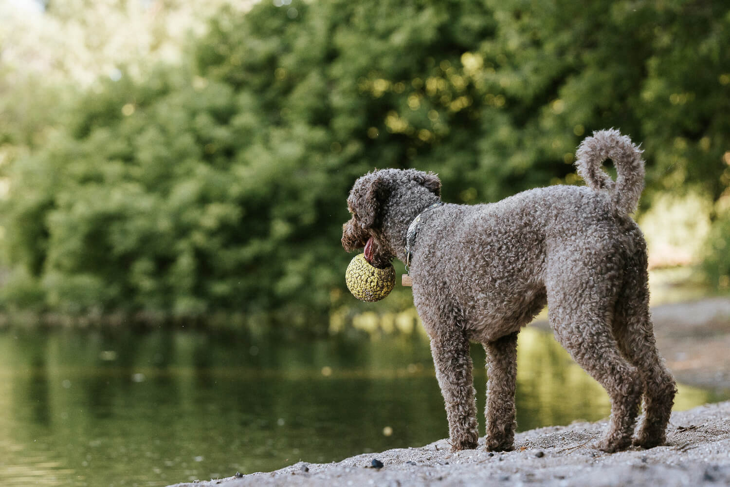 dog looking away photo dog holding his ball looking at the water during a pet photo session.