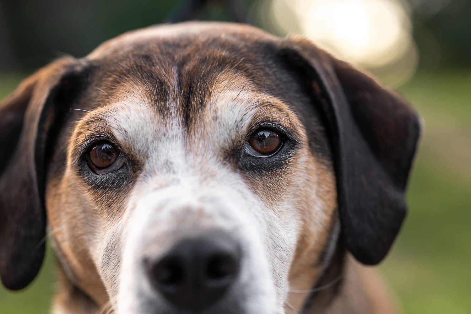 dog photo session close image of a dog portrait.