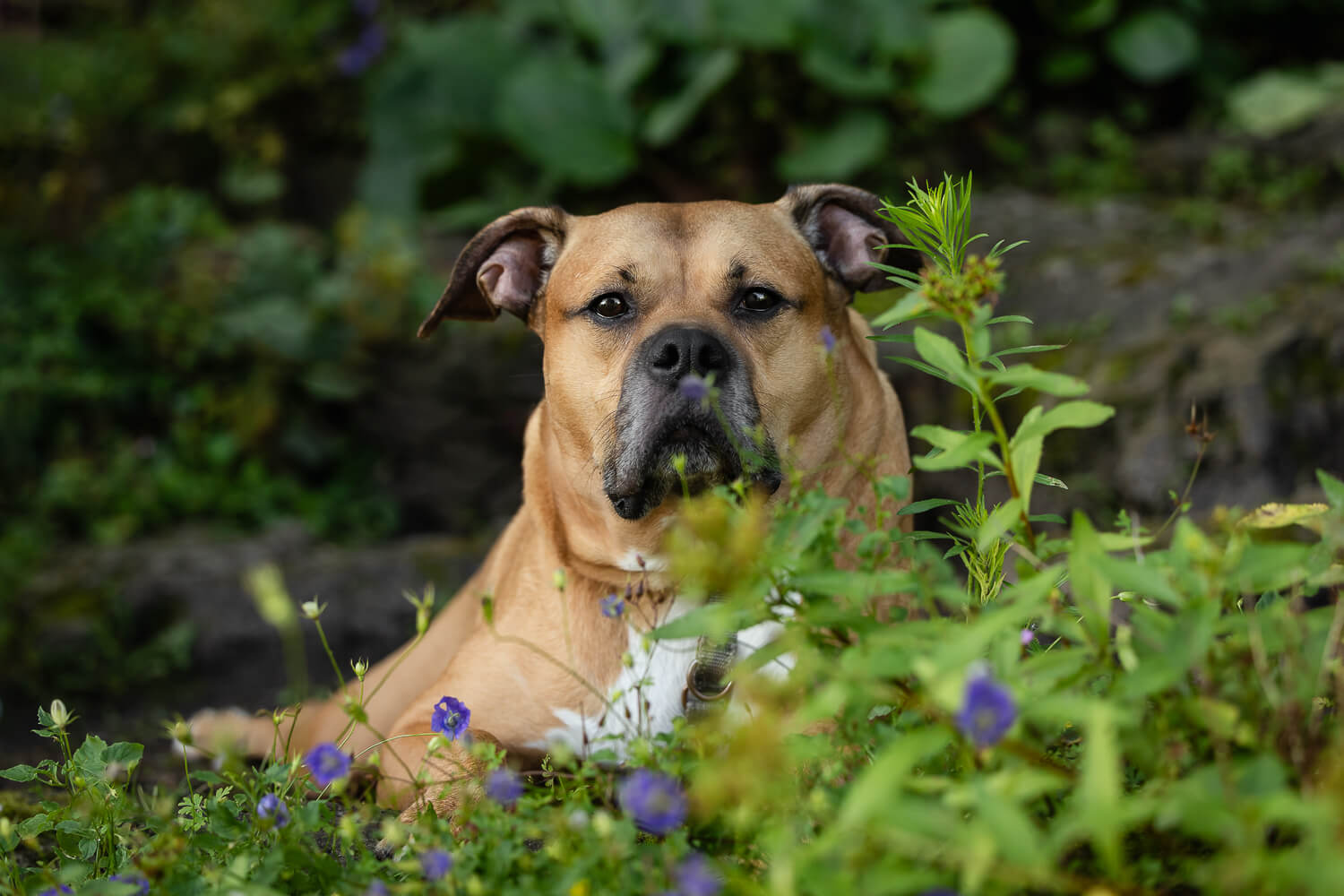 dog photo shoot at Rockway Gardens