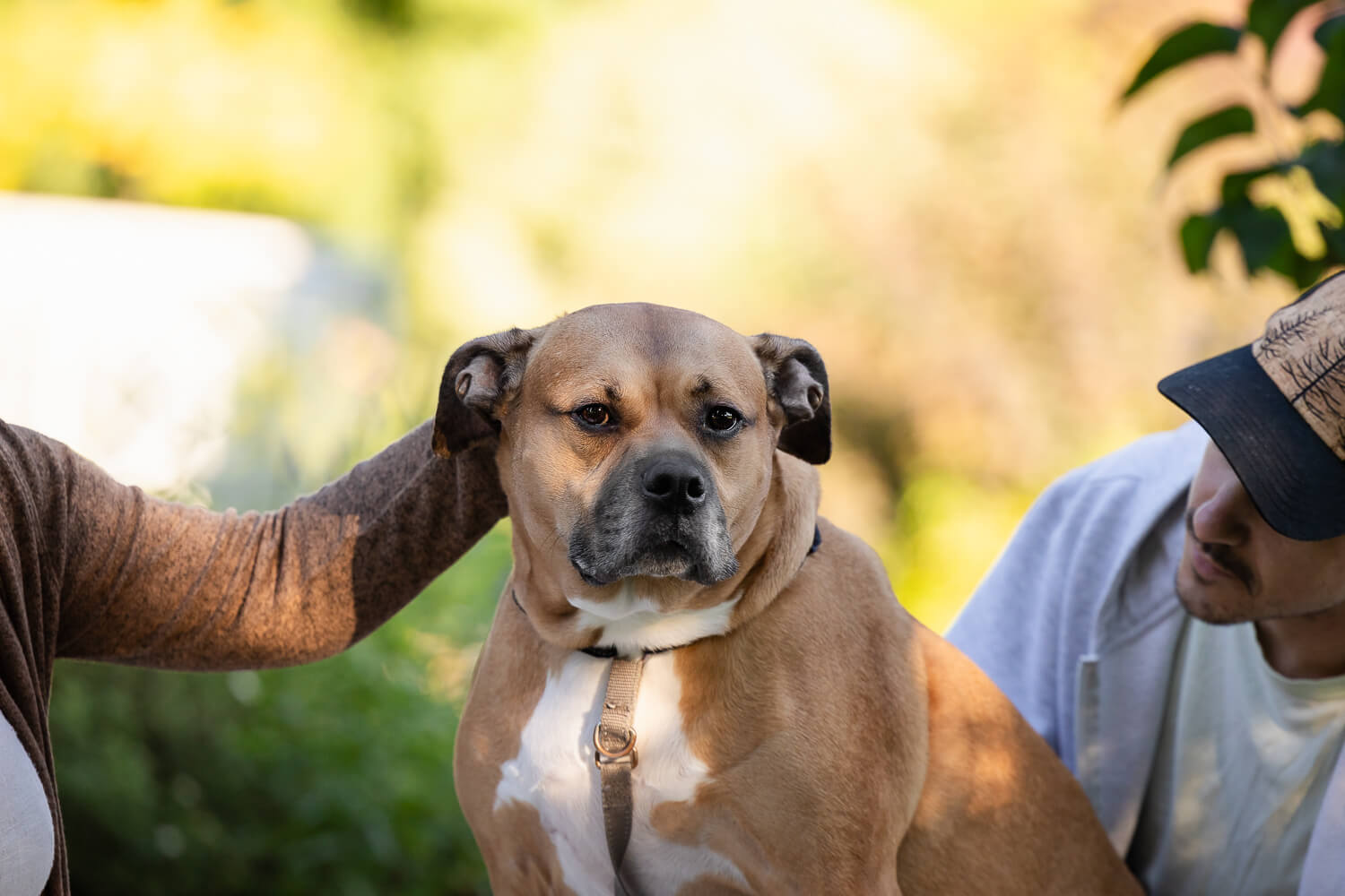 Dog getting pet at a rainbow bridge session in Kitchener.