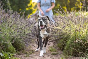 A dog portrait at a lavender field in Dundas, On.