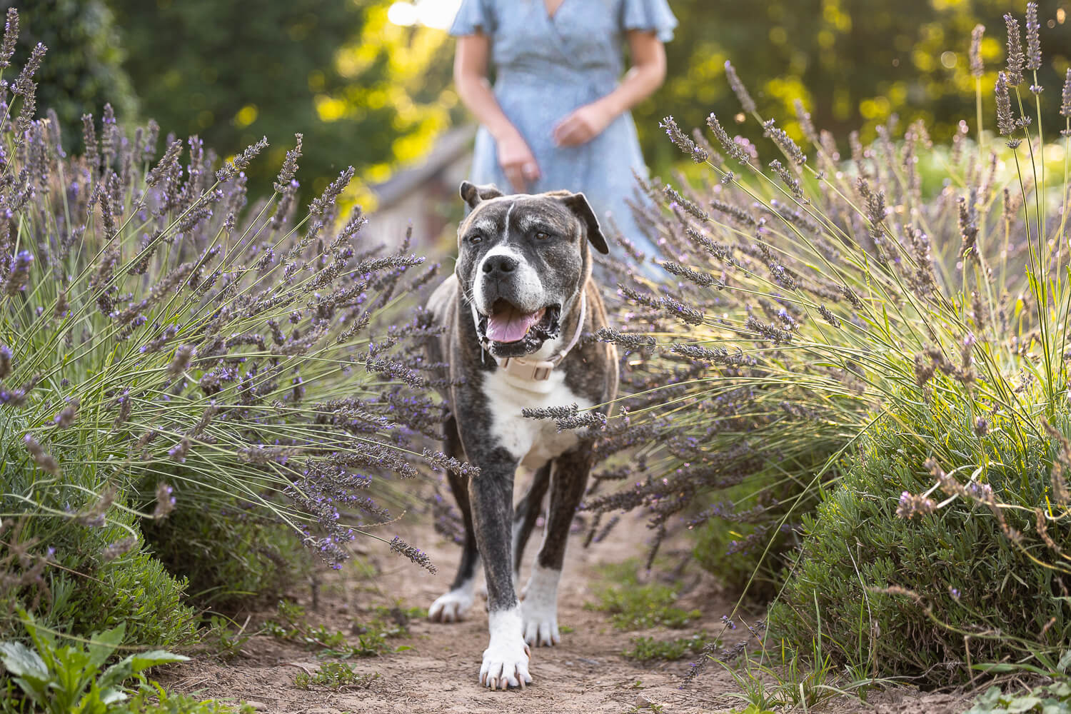 dog photography at All WHo Wander Flower Farm A dog portrait at a lavender field in Dundas, On.