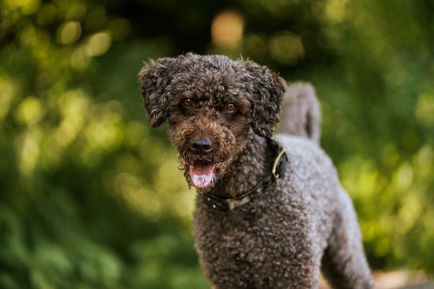 dog photography in Grimsby canovas photography pet photo of a portuguese water dog at a dog photoshoot in Grimsby.