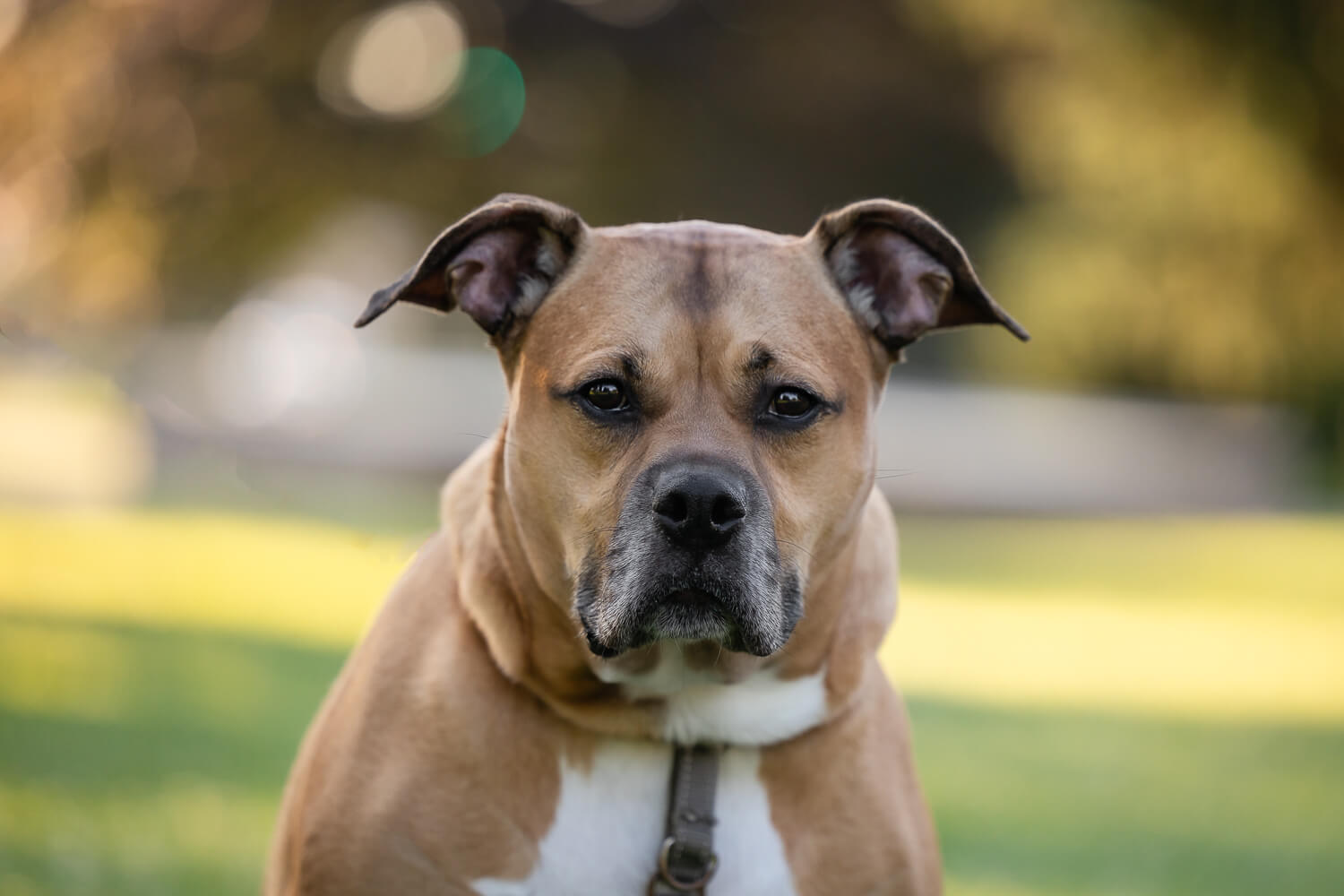dog looking at a camera during his rainbow bridge photoshoot.