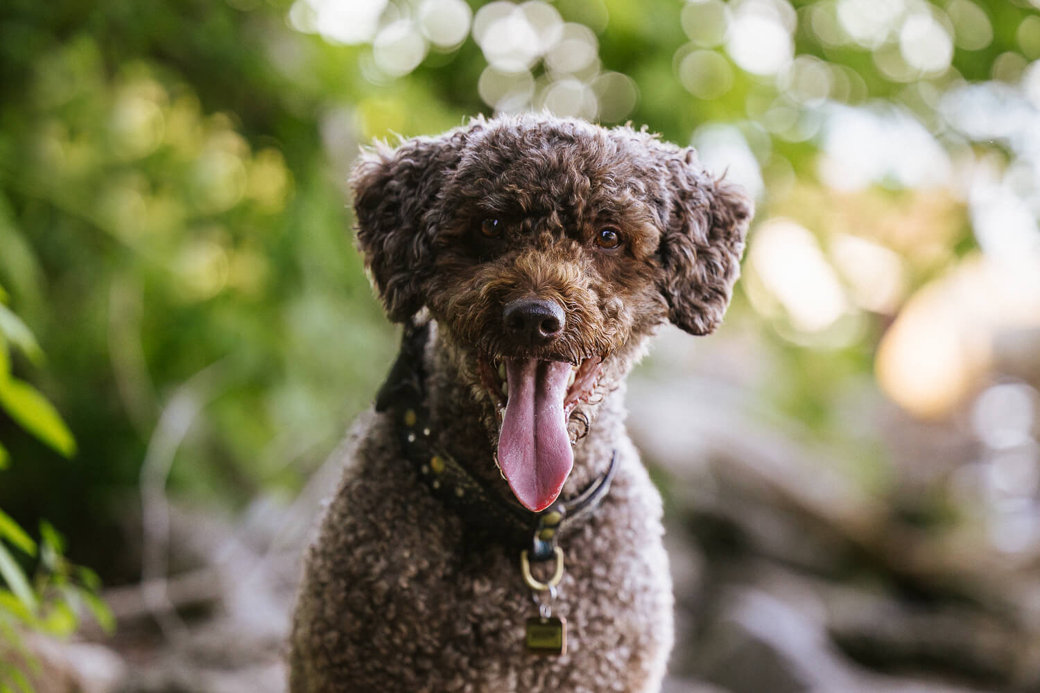 dog photos in Grimsby pet portrait of a Portuguese Water Dog.